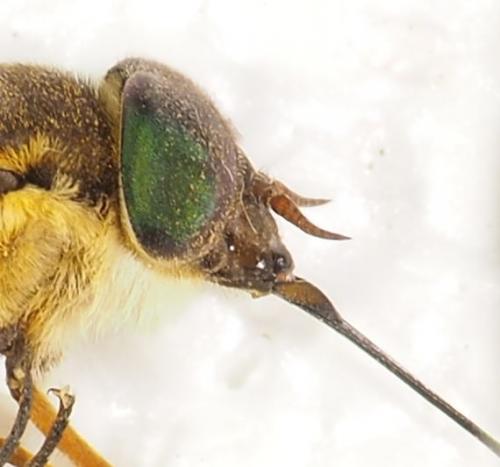 Fidena sp.